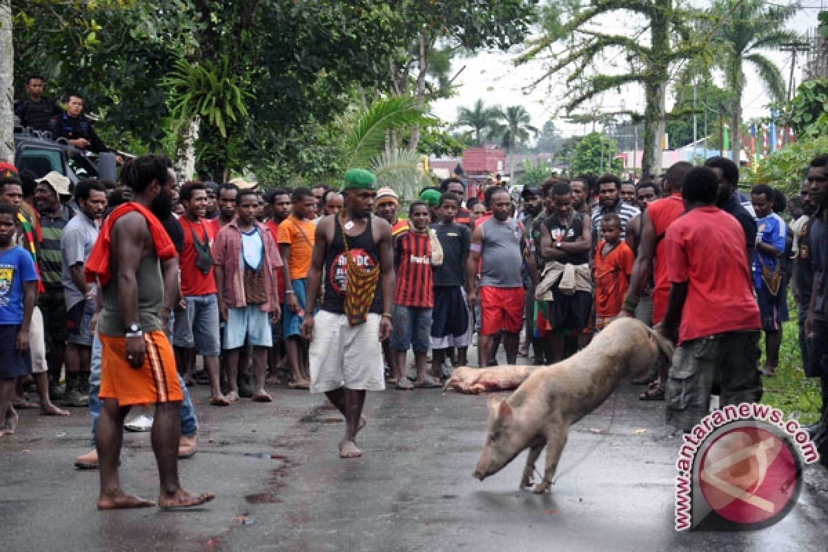Dua kampung yang berperang sepakat denda adat 65 ekor babi