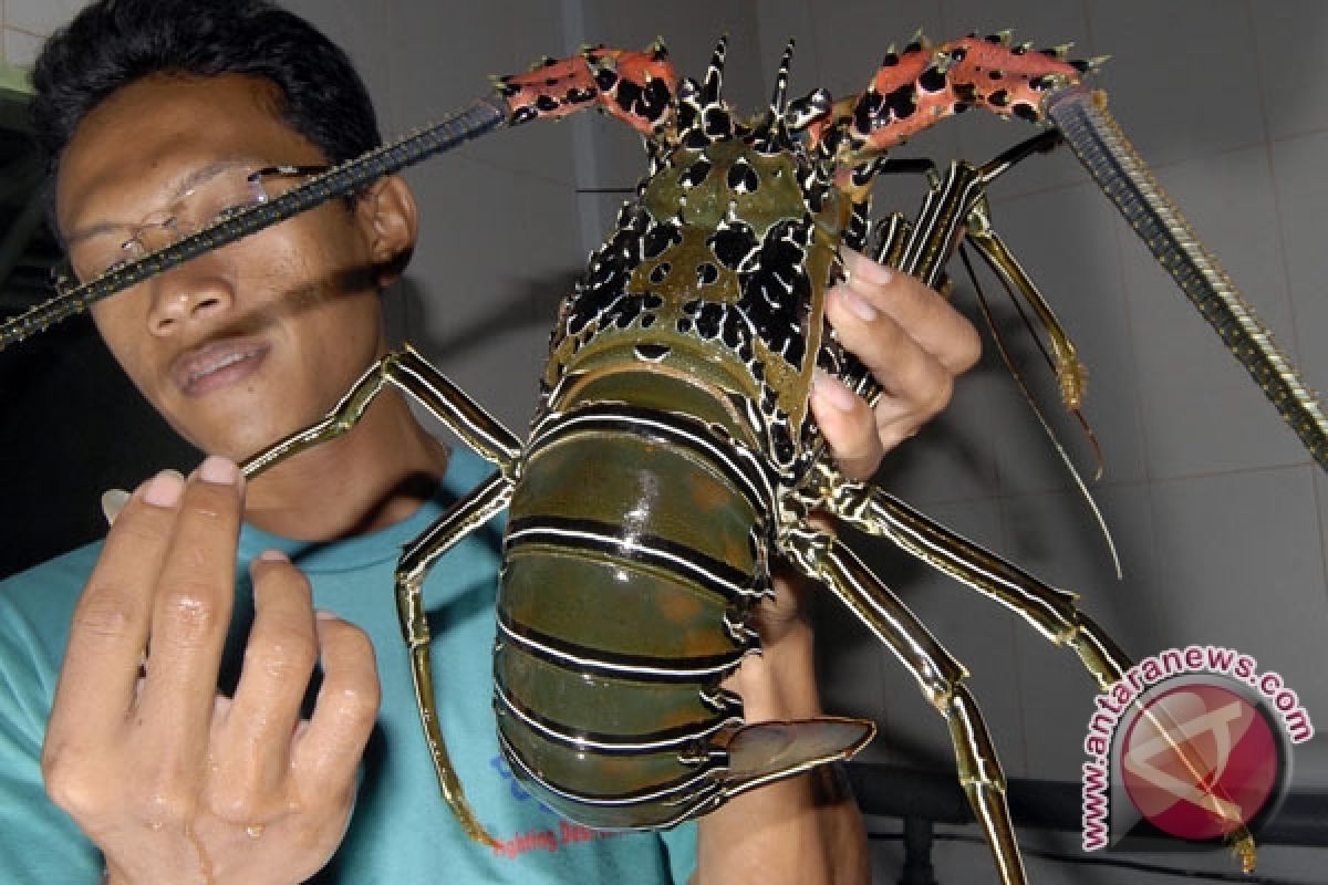 Potensi Lobster Lampung Barat Berlimpah 
