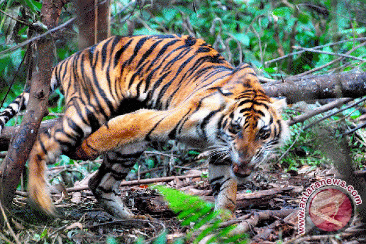 Kerinci Seblat Park has 166 Sumatran Tigers