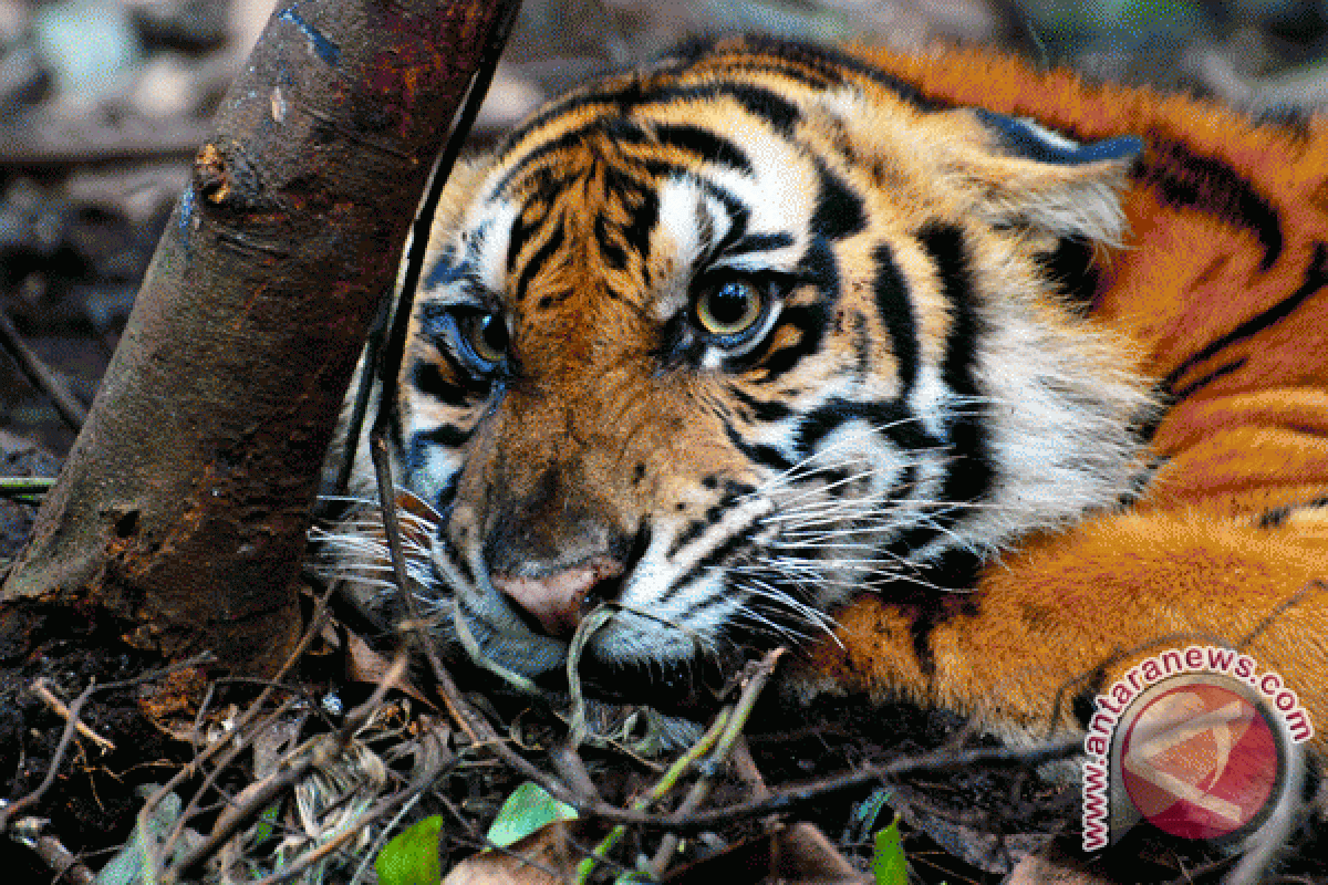 Wild boar hunts threaten Sumatran tiger habitat