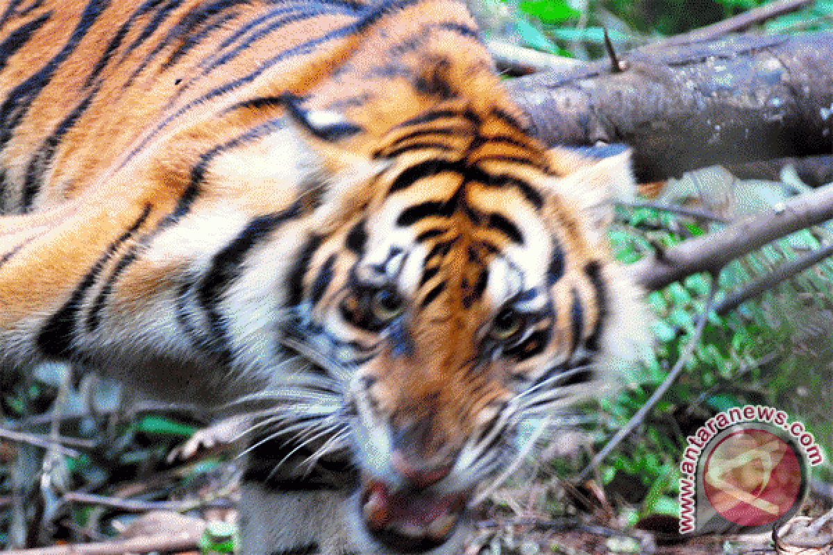 Poaching, illegal trade still threatening Sumatran tigers