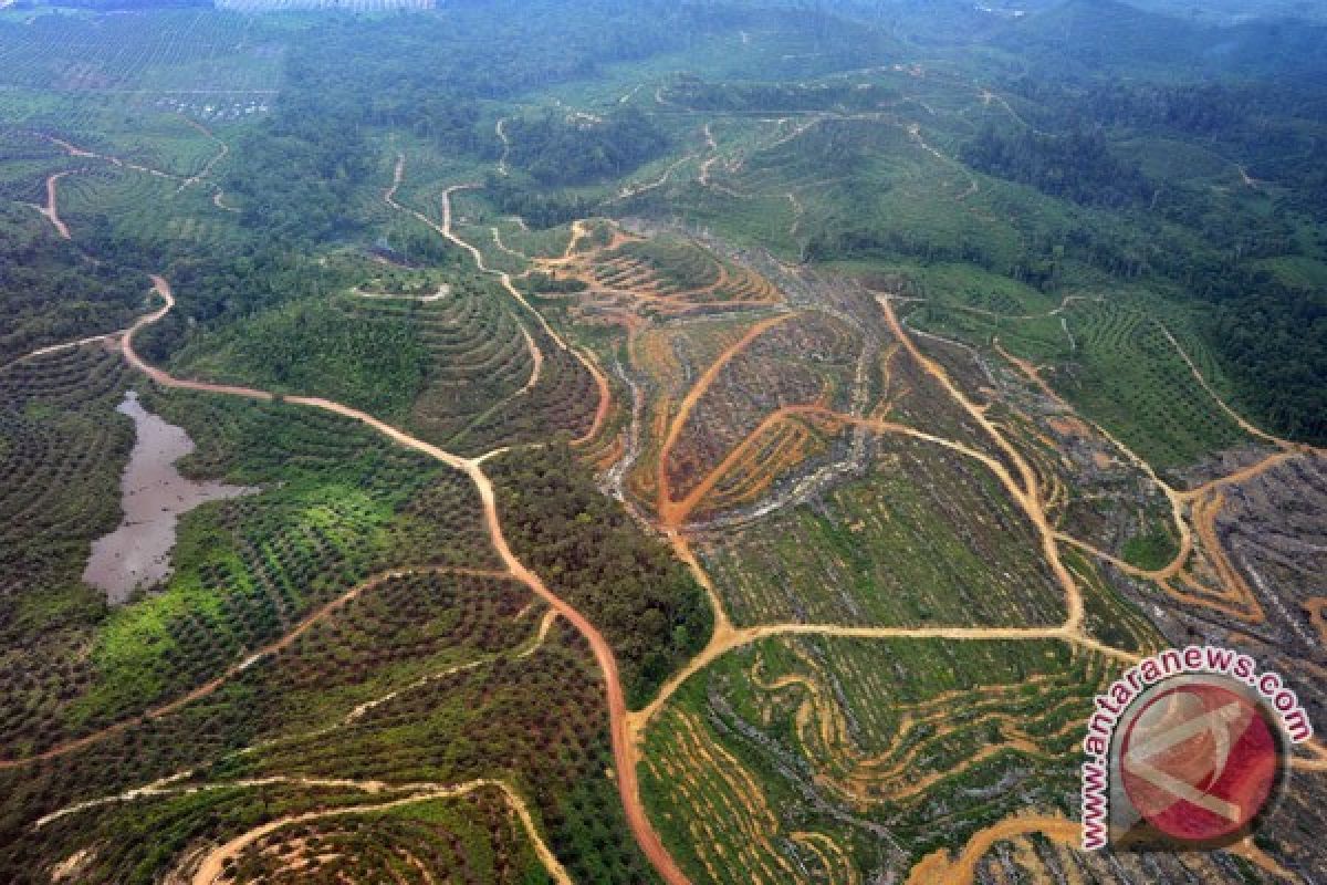 Sinarmas dukung Kalimantan jadi paru-paru dunia