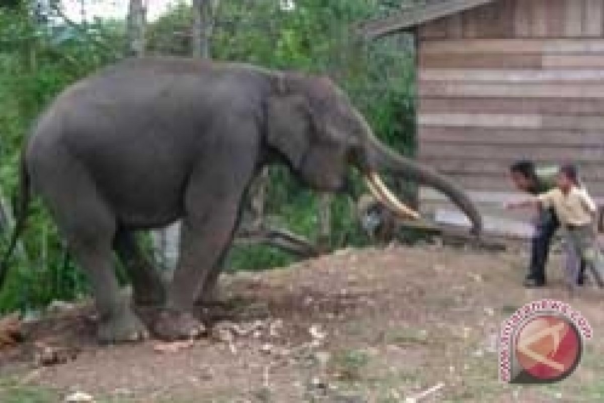 Gajah Liar Masih Duduki Pemukiman Warga