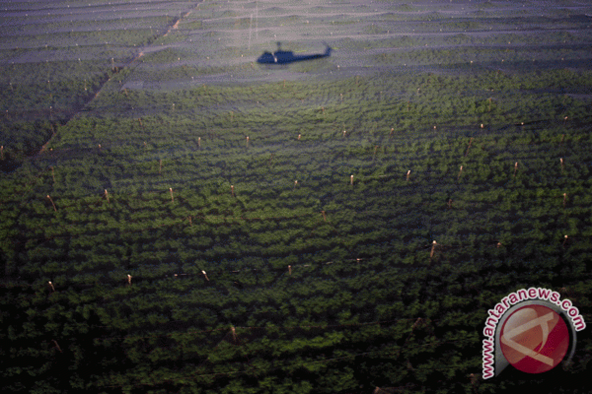 Tentara Temukan Perkebunan Ganja Terbesar di Meksiko