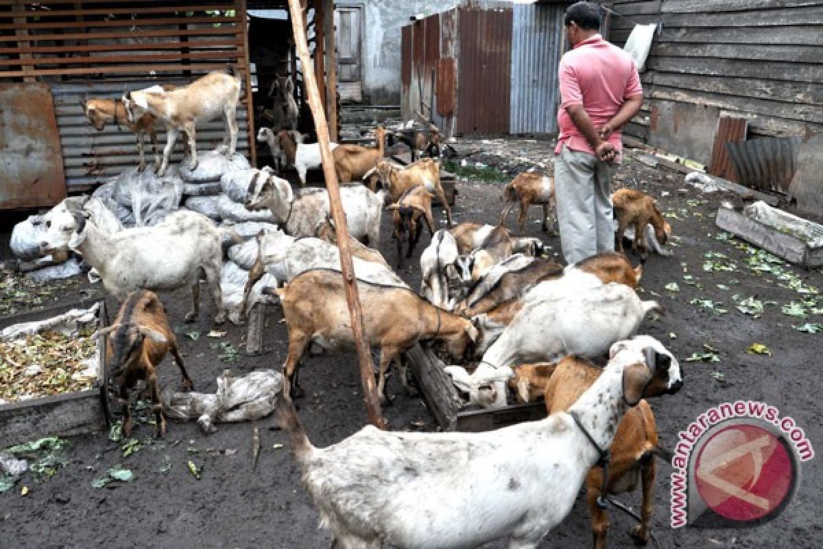 Kambing mati misterius di Klaten bertambah 