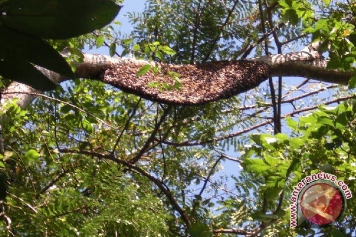 Duta Hutan Indonesia: Pelopor Tanam Pohon.....