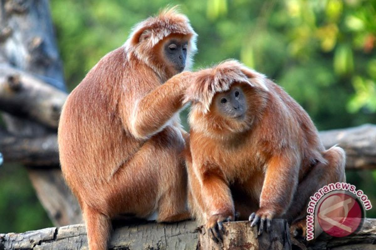 Dua lutung kelahiran Inggris dikirim ke Malang