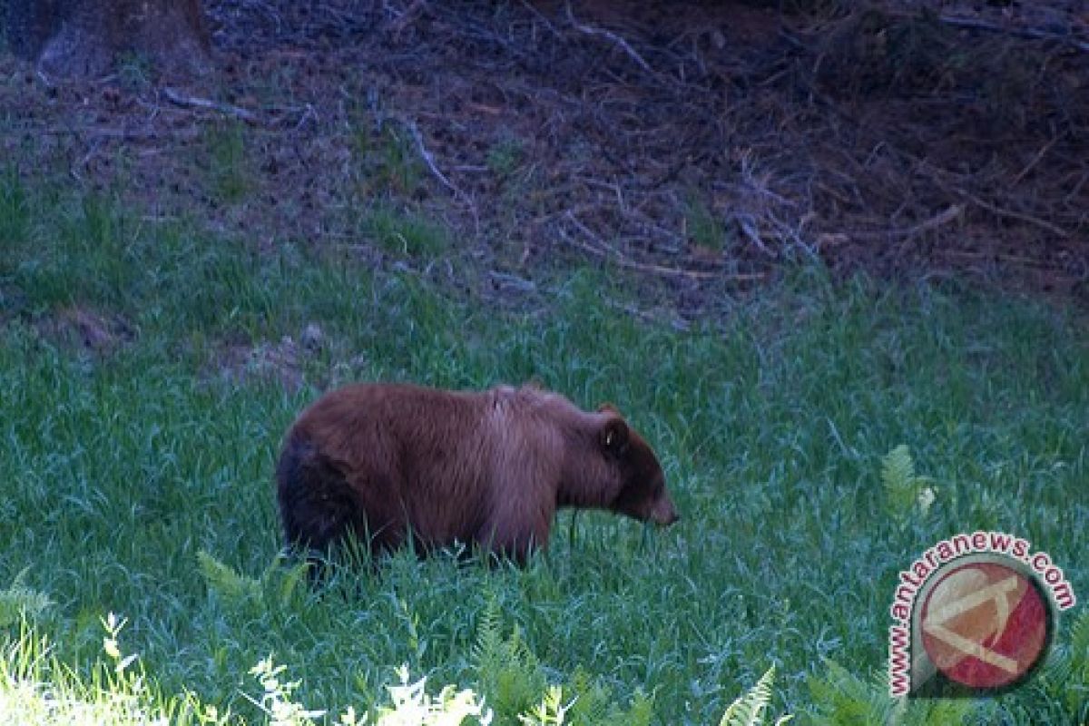 Bears saved from forced vodka drinking