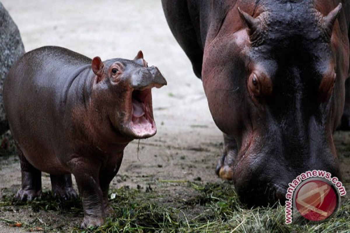Anak kuda nil jantan lahir di Kebun Binatang Surabaya
