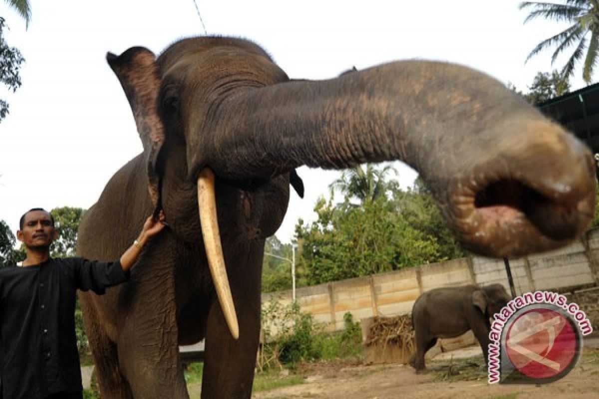 Gajah Lampung terserang penyakit cacingan