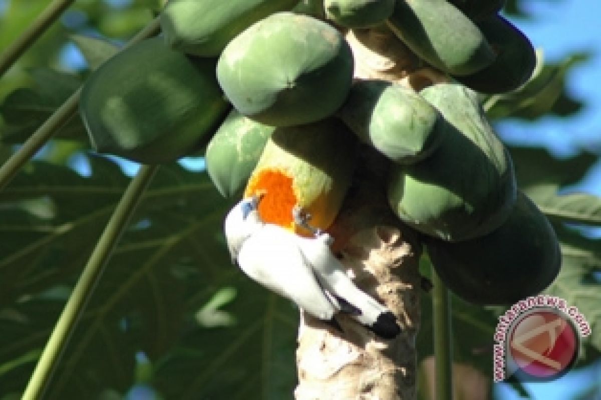 Bali Starlings Returned To Habitat From S'pore