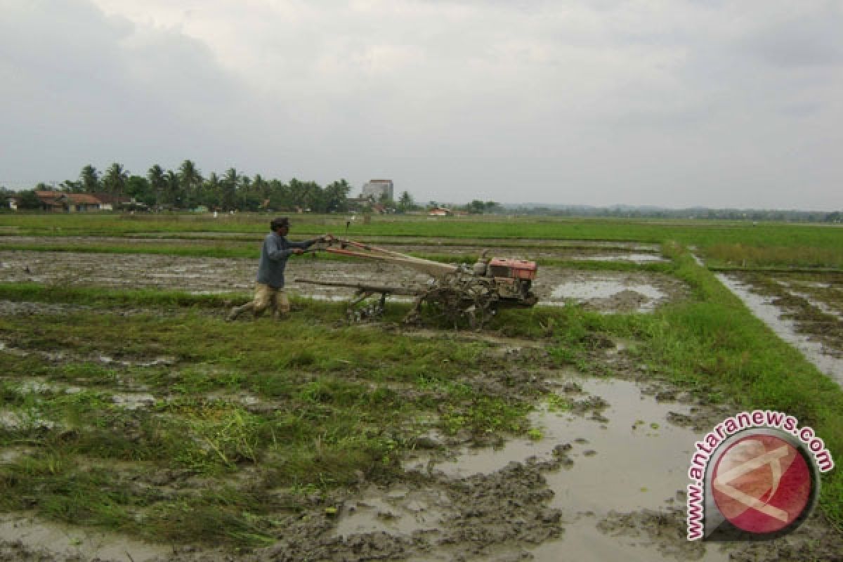  Petani Lampung Kejar Tanam Padi Gadu