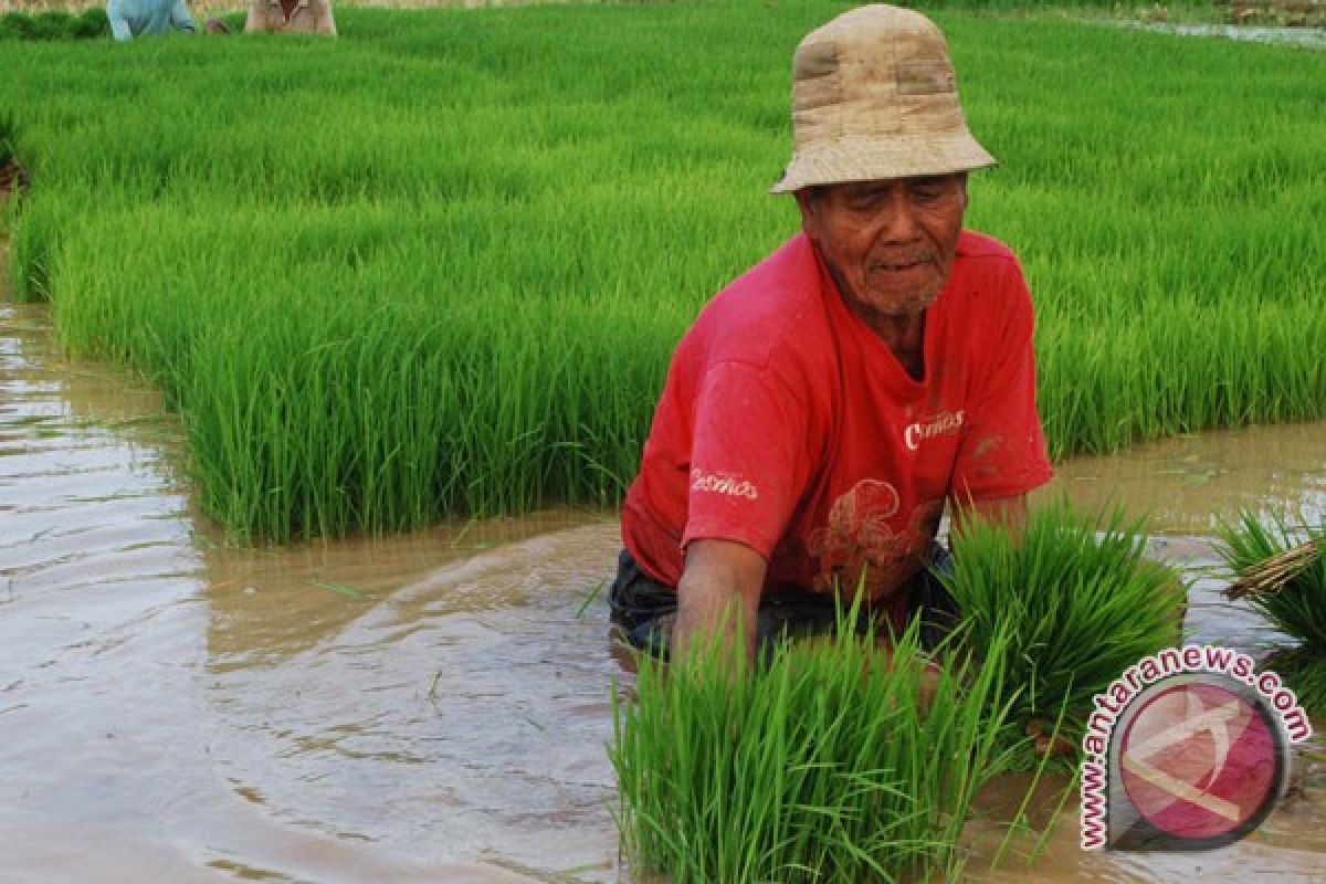 Planthoppers attack farmers` crops in Central Java