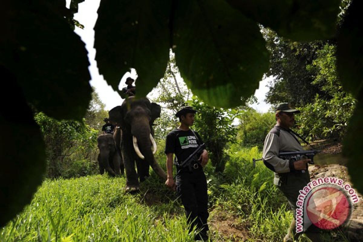 Dishut Sulut kesulitan rekrut polisi kehutanan