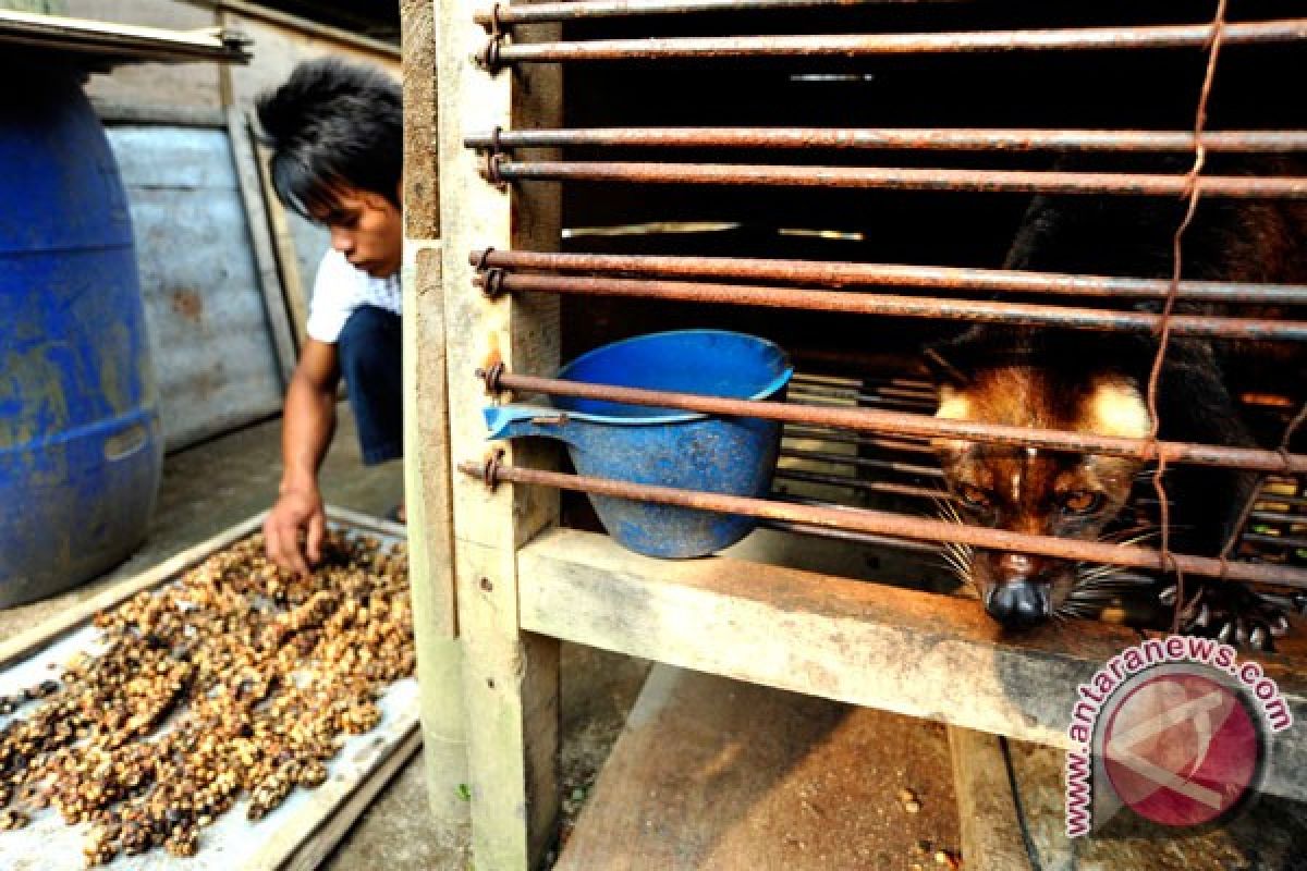 Mencari pangsa pasar kopi luwak Lampung