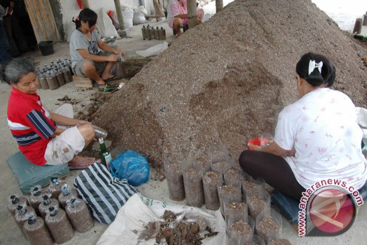 Warga Merapi Manfaatkan "Grajen" Untuk Tanam Jamur 