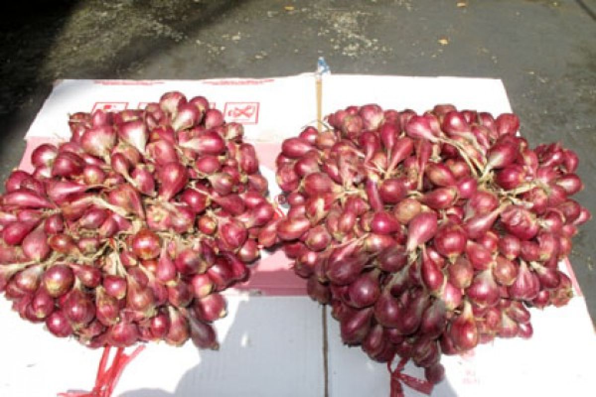 Harga Bawang Melambung