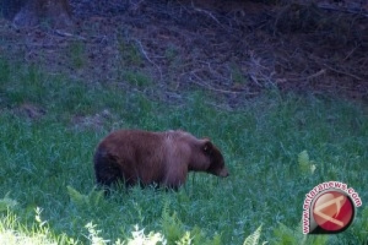 Bahrun selamat setelah pukul beruang menggunakan kayu