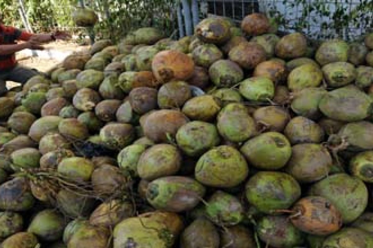 Harga kelapa muda di Mamuju naik 