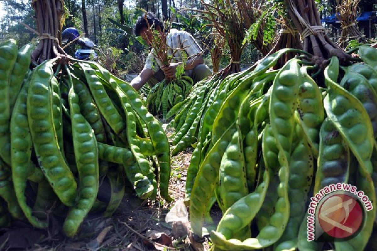 Jengkol, petai tak diminati harganya tambah mahal