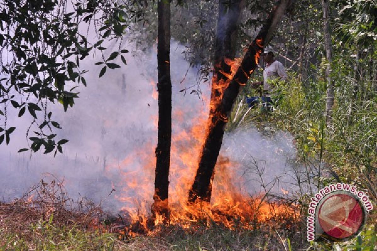 Hutan Jembrana terbakar