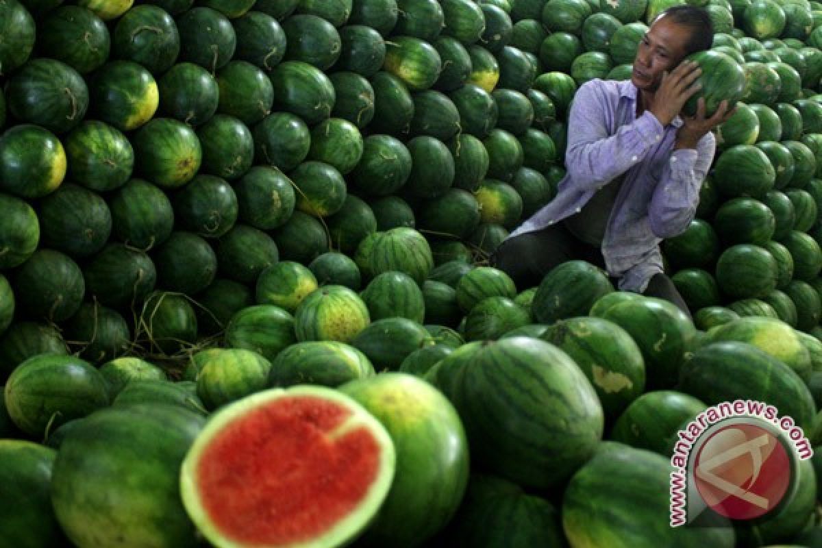 Petani Banyuasin panen semangka "inul"