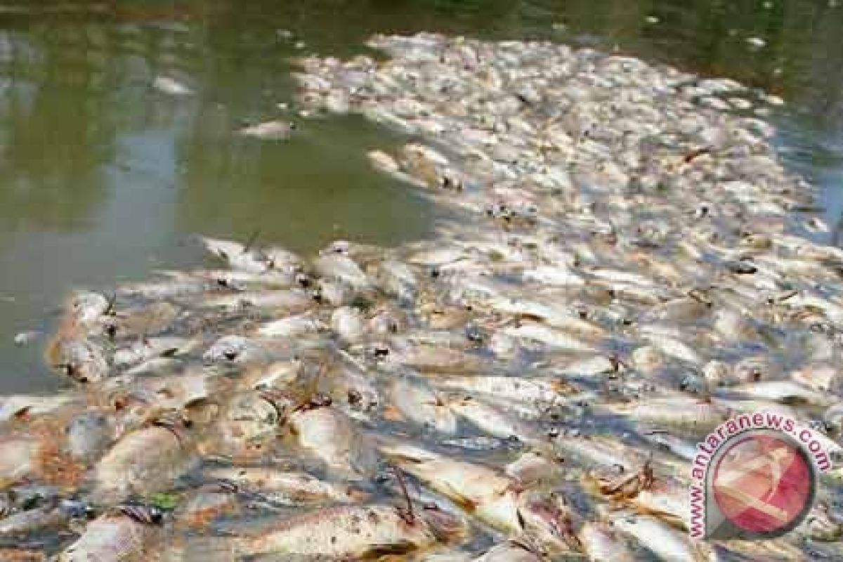 Ribuan Ikan Mati di Sungai Pagaralam