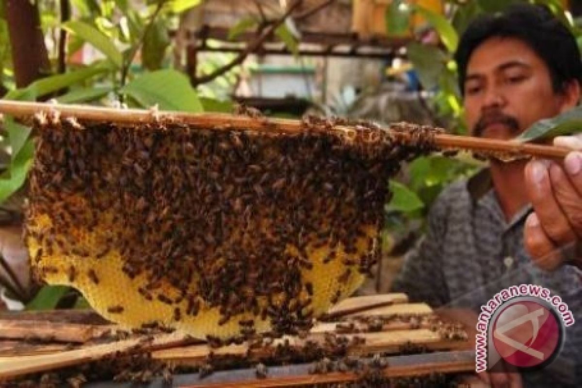 Bengkulu produksi madu hutan 1,5 ton