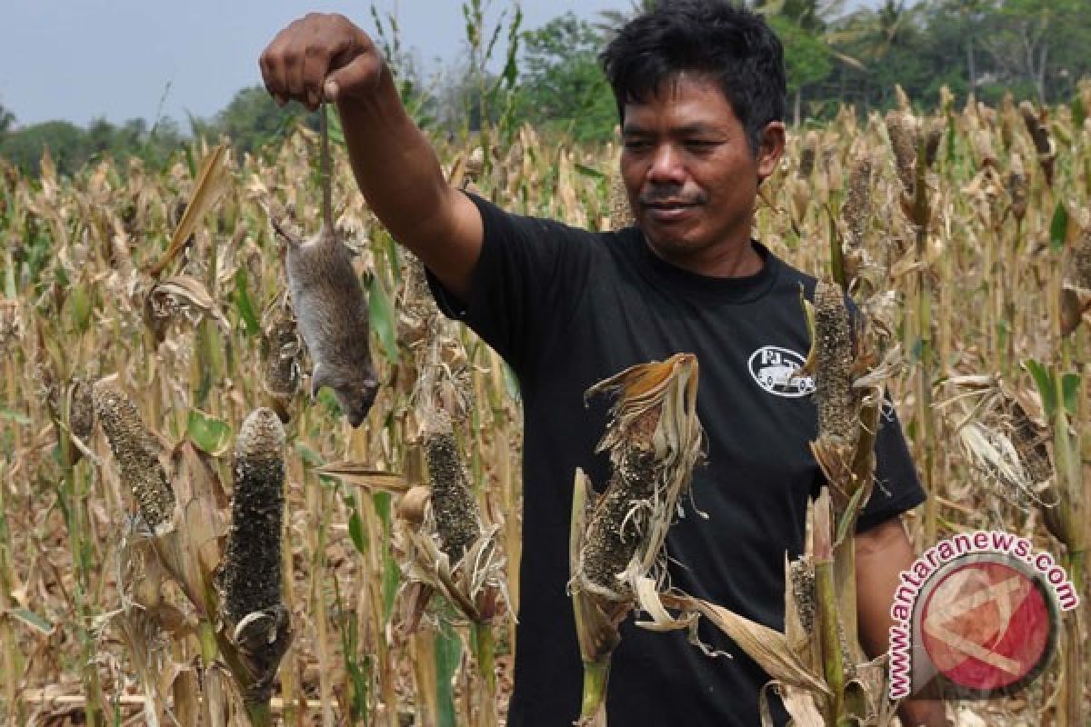Puluhan hektare tanaman padi diserang tikus