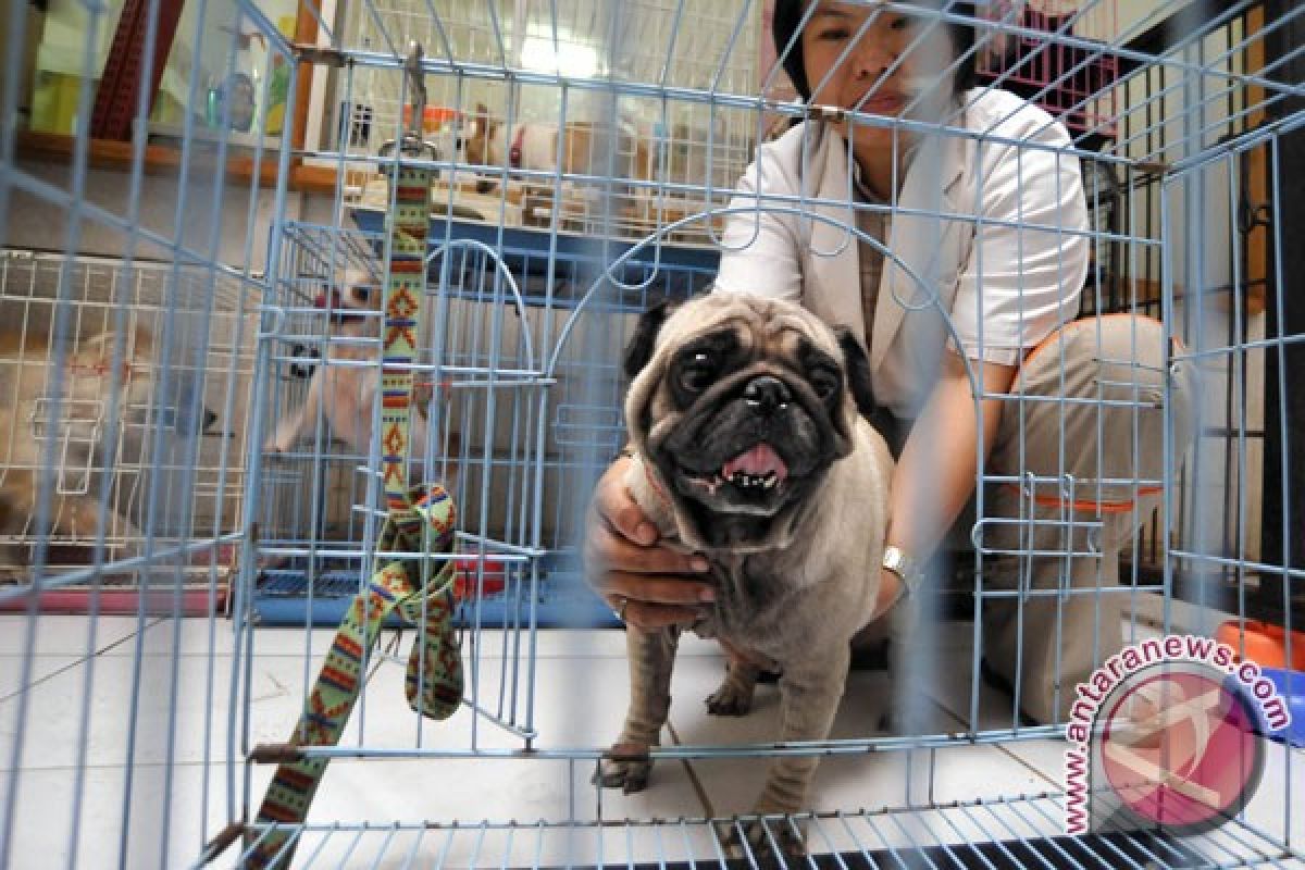 Indonesia short of 6,000 veterinarians