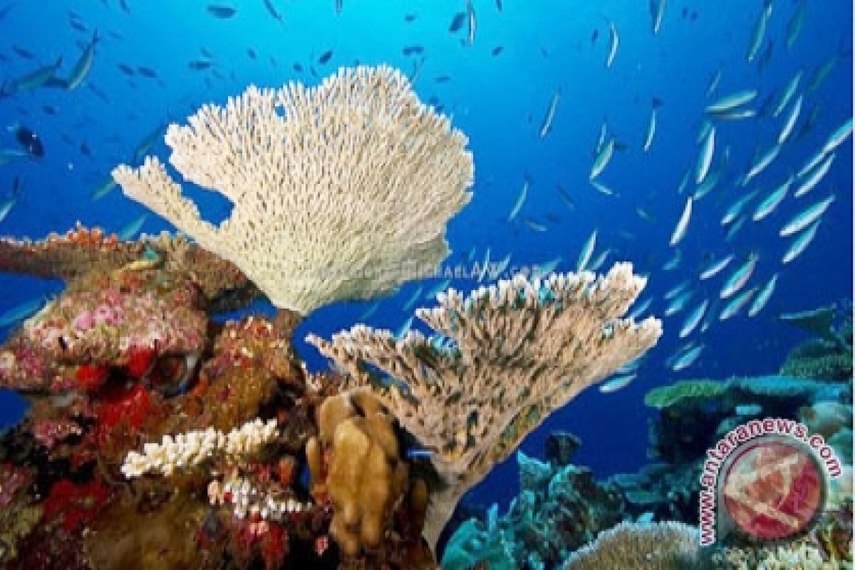 Puluhan Penyelam Sulut Bersihkan Pantai Transplantasi Coral
