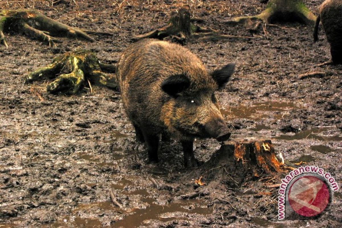 Kawanan babi serang pertanian di Banyumas