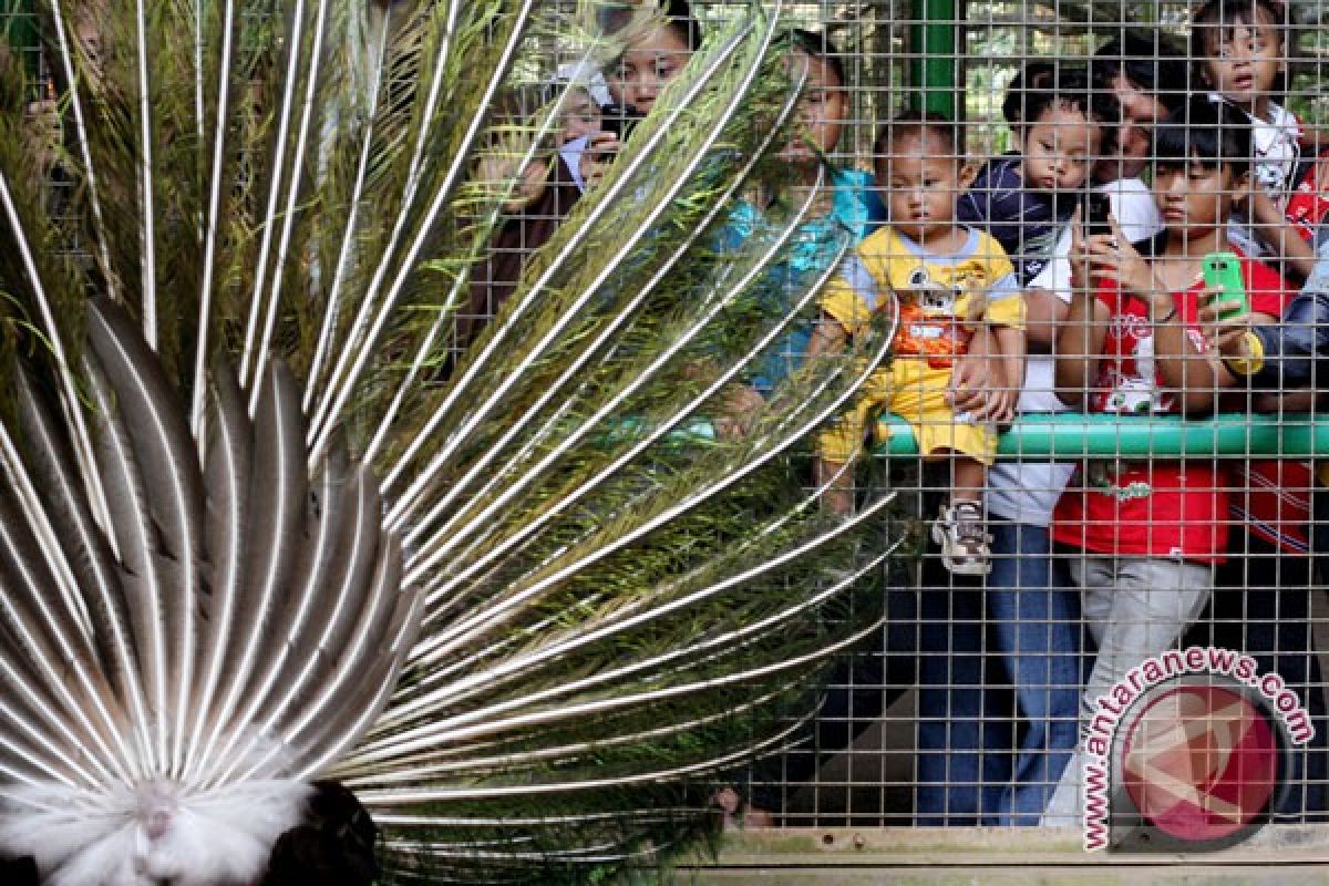 Hujan tak surutkan pengunjung kebun binatang Ragunan