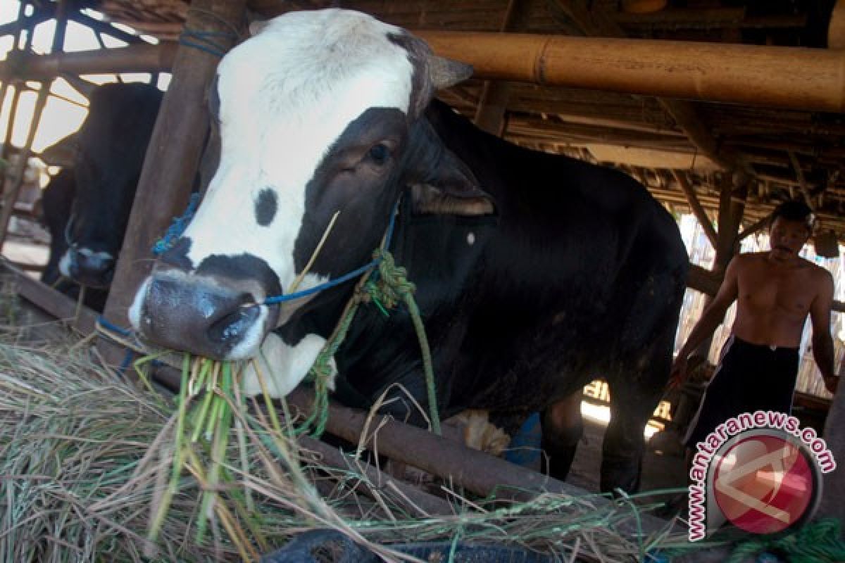 Peternak Lampung manfaatkan batang jagung saat kemarau