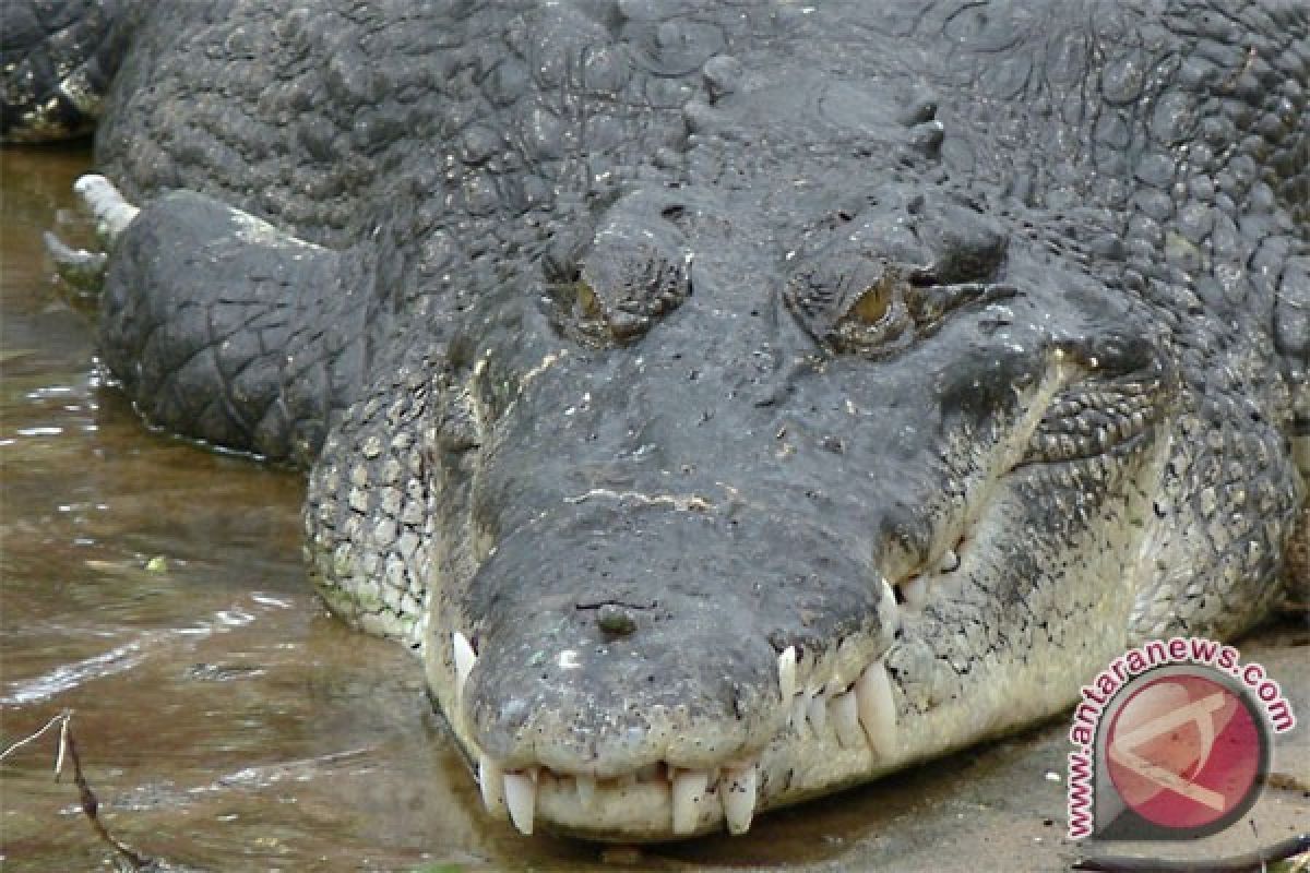 Buaya seberat satu ton di Filipina ditangkap