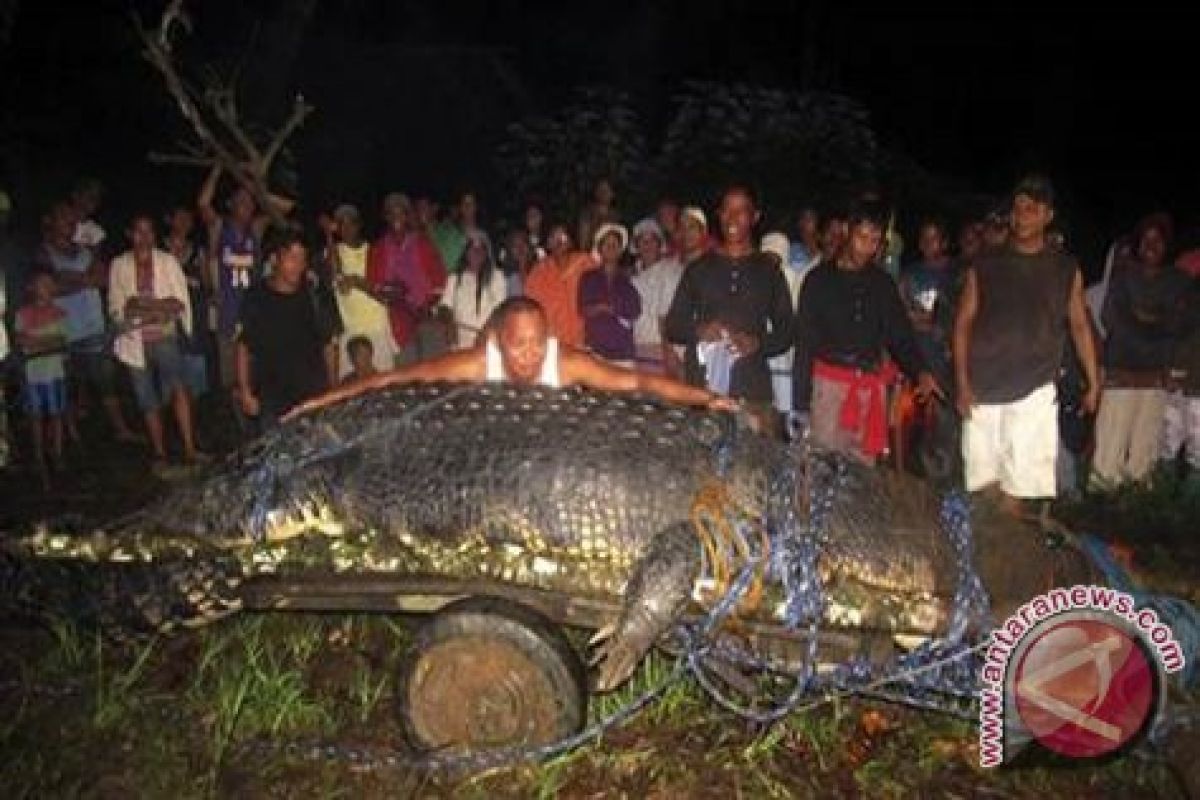 Philippines catches "largest" crocodile on record