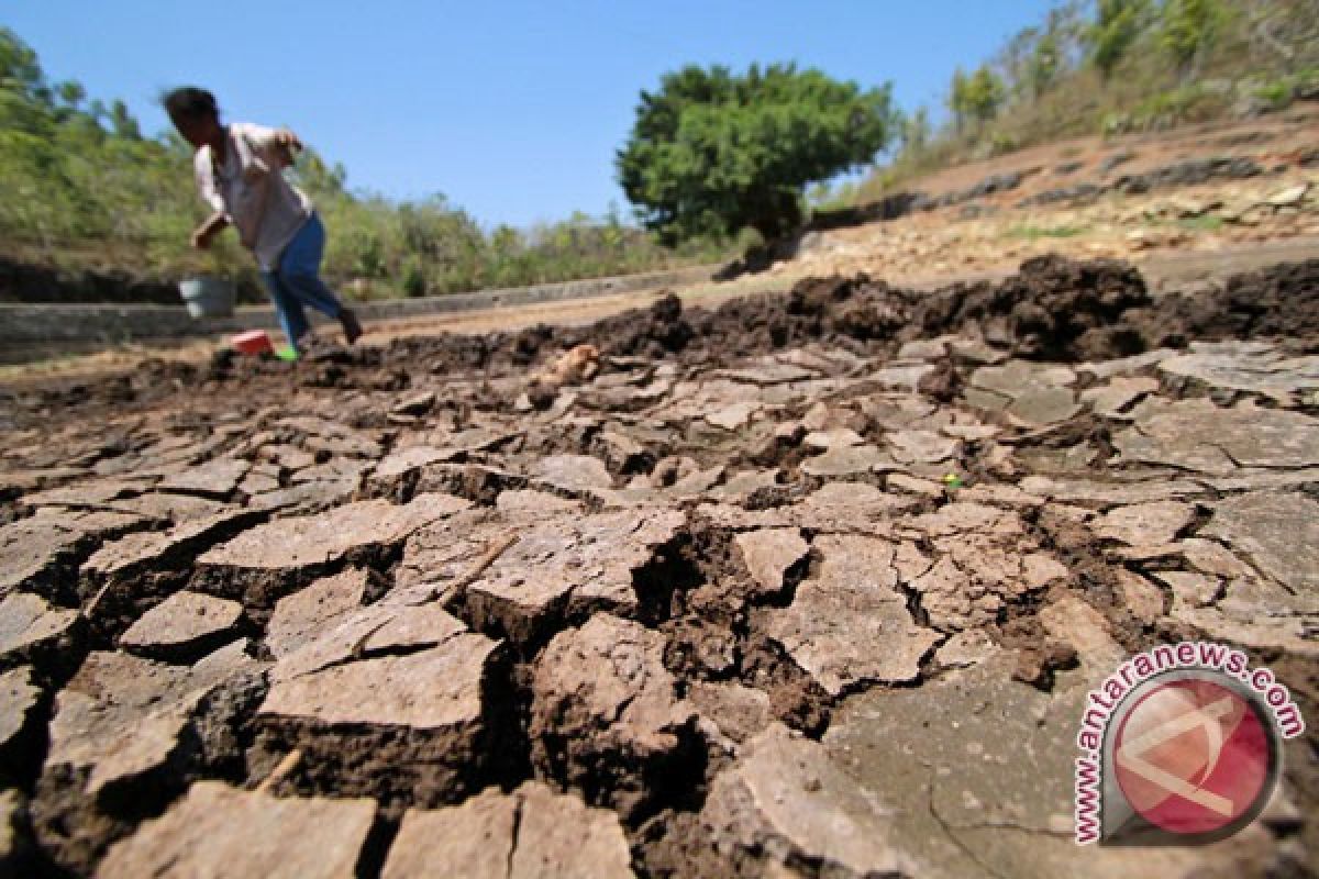 48 ribu hektare sawah di kabupaten Bekasi kering 