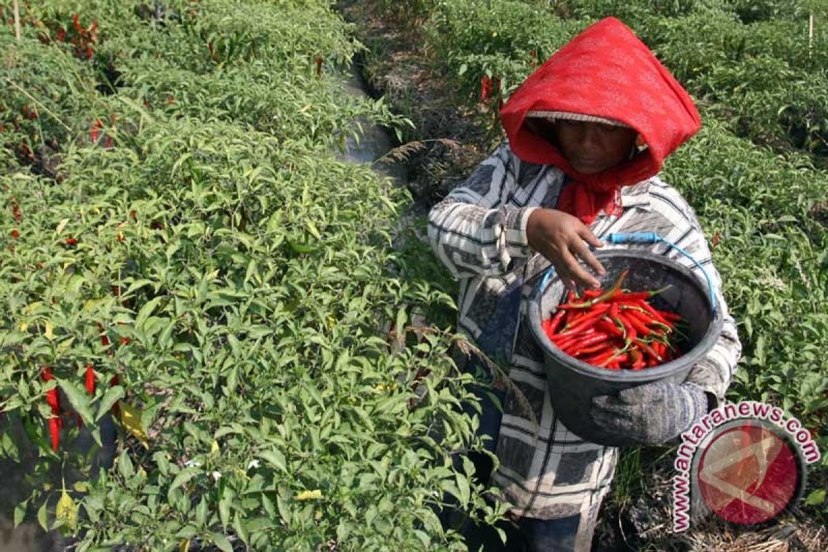 Penyuluh pertanian di Riau masih kurang