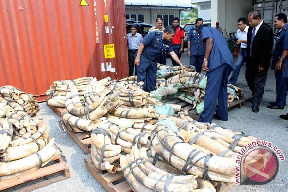 Singapura sita satu ton gading ilegal