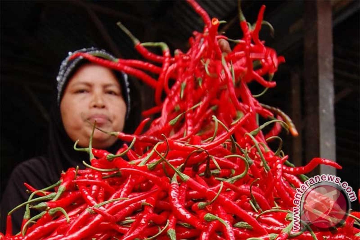 Harga cabai merah meroket jelang Natal