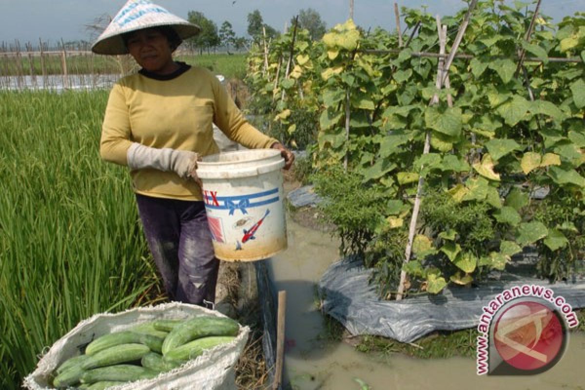 Penduduk Lampung andalkan sektor pertanian 