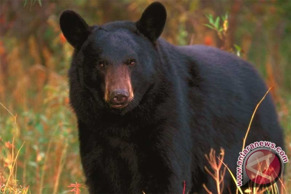 Seorang wanita disantap beruang hitam di Colorado AS