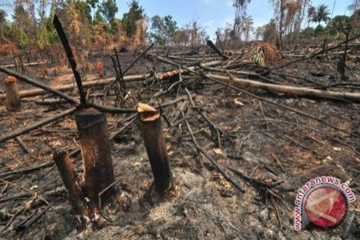 Hutan rusak sebabkan banjir rendam persawahan di Baubau