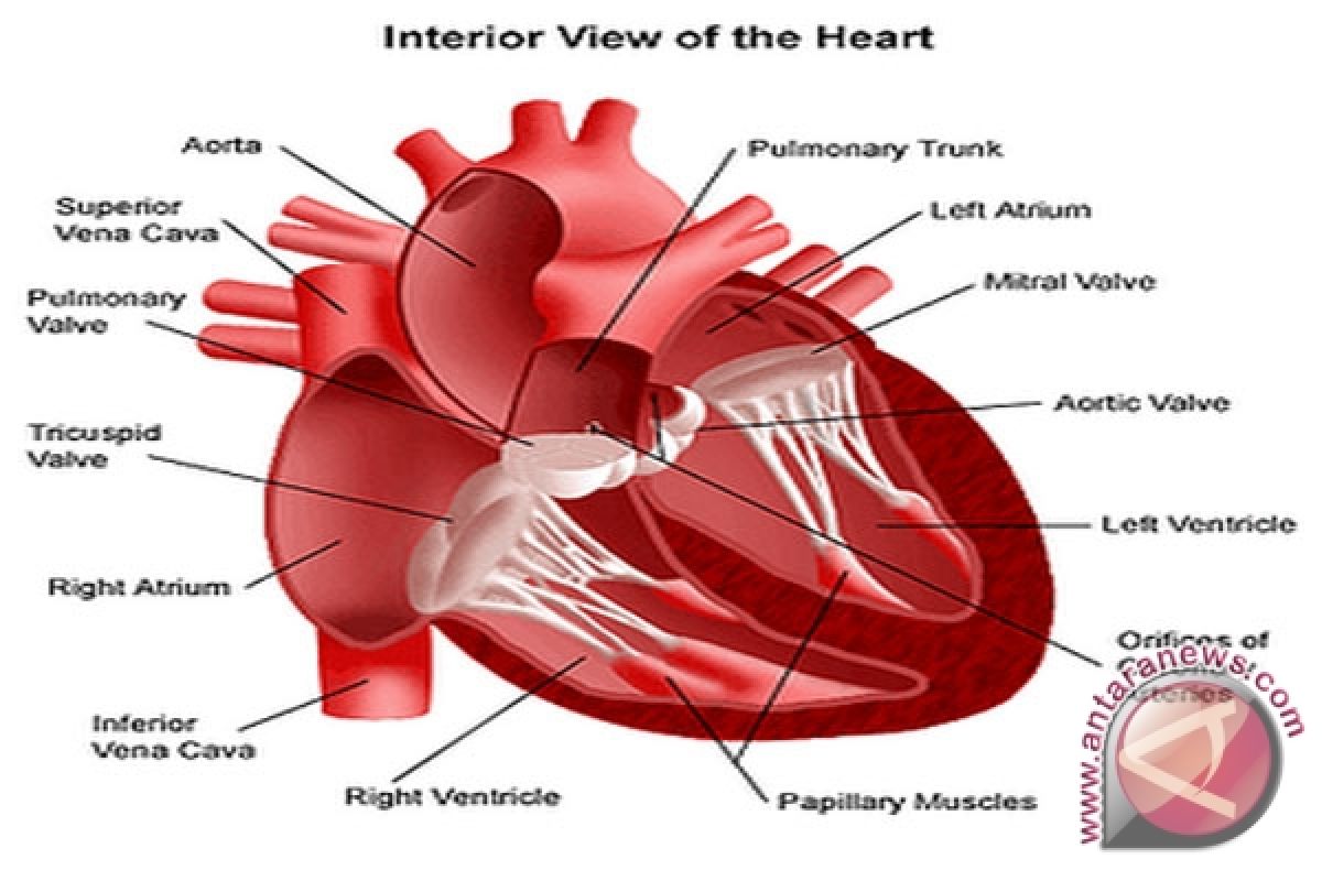 Dokter : Waspadai Aritmia yang gejalanya jantung berdebar