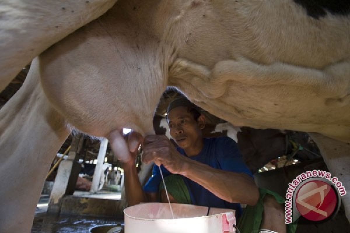 Produksi susu di Klaten turun karena kekeringan