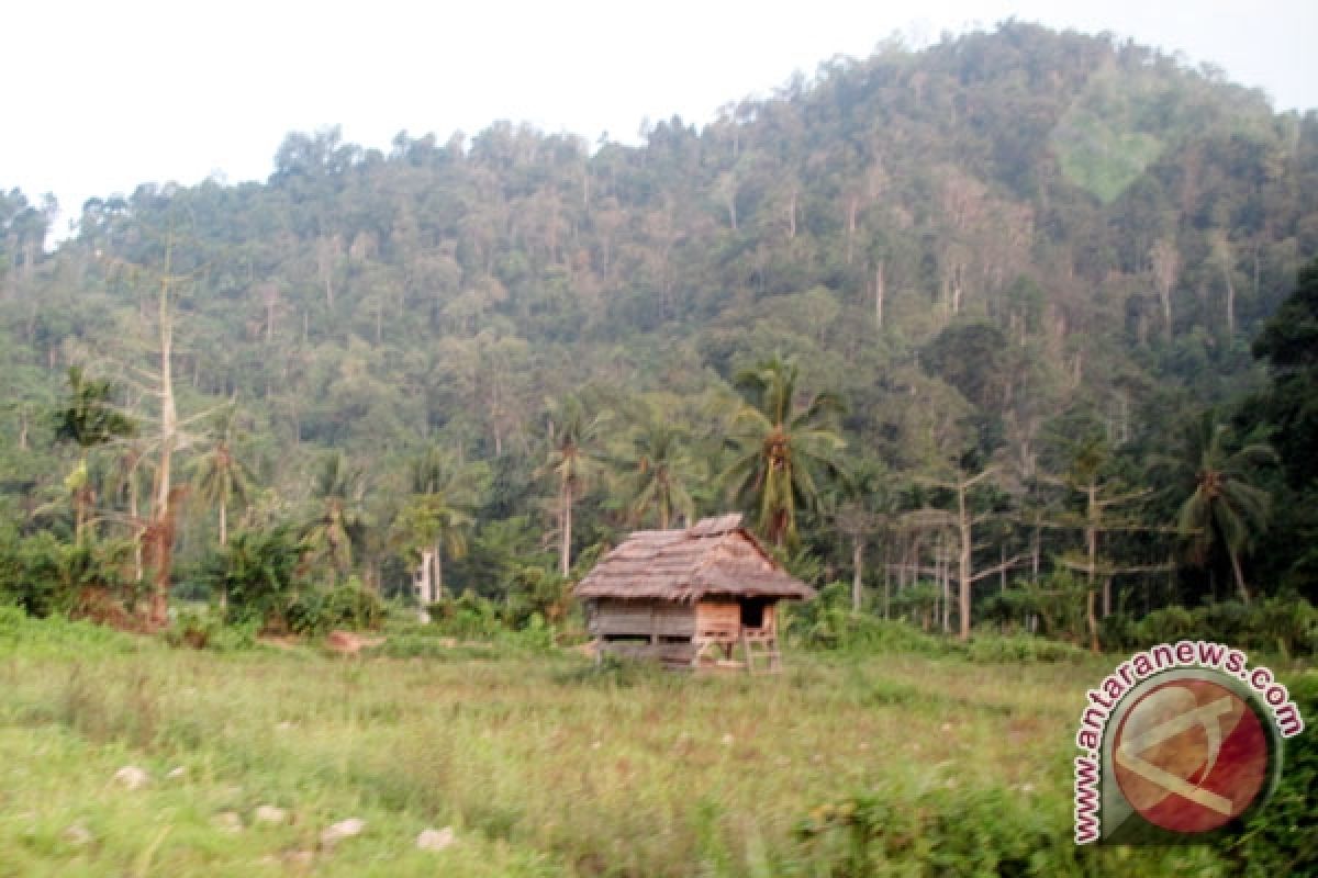 1.500 Gubuk Perambah TNBBS Dibakar