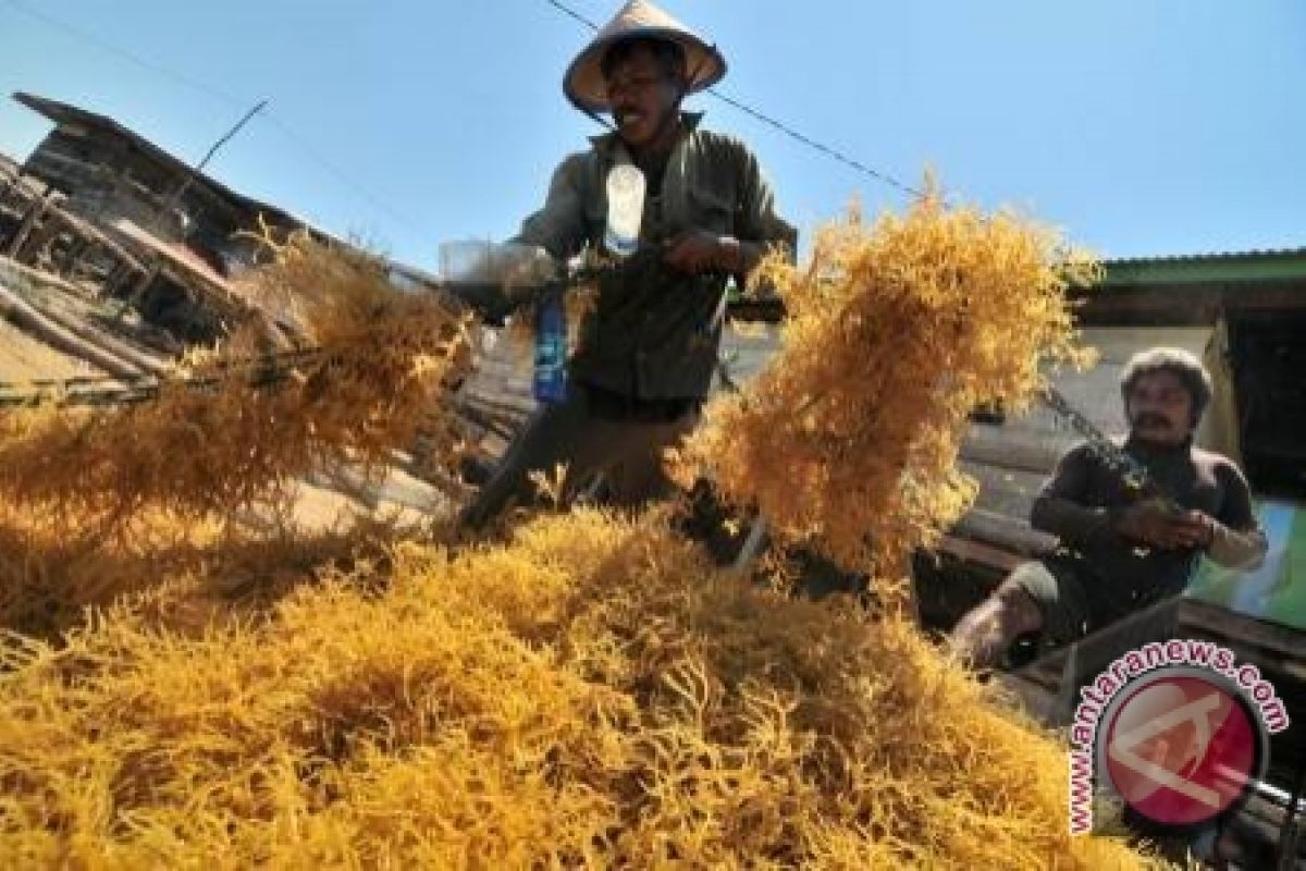 Minut targetkan rumput laut meningkat 50 persen 