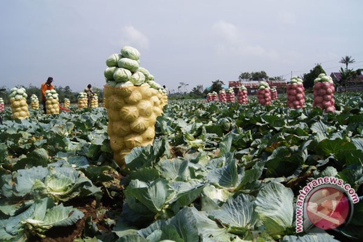 Gunungpati Semarang dijadikan agrowisata durian montong 