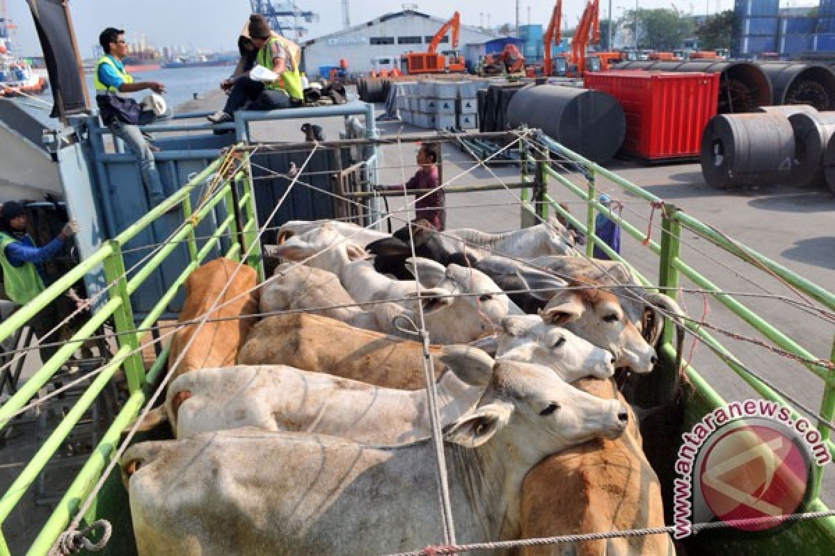 Govt to cut beef imports in 2012