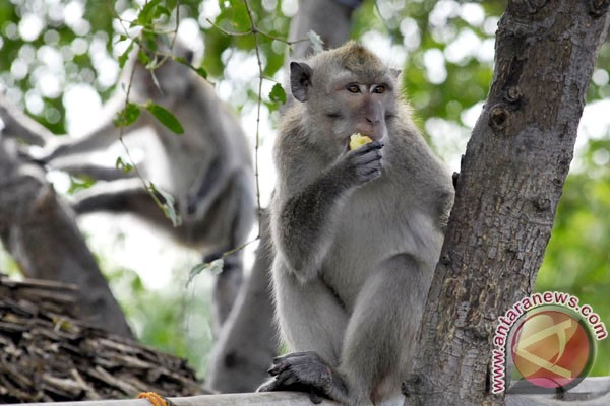 Warga Pulau Legundi terganggu kera